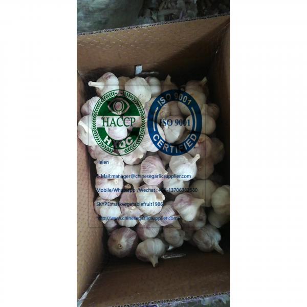 2020 new crop china garlic with 10KG loose carton package to Brazil market #2 image