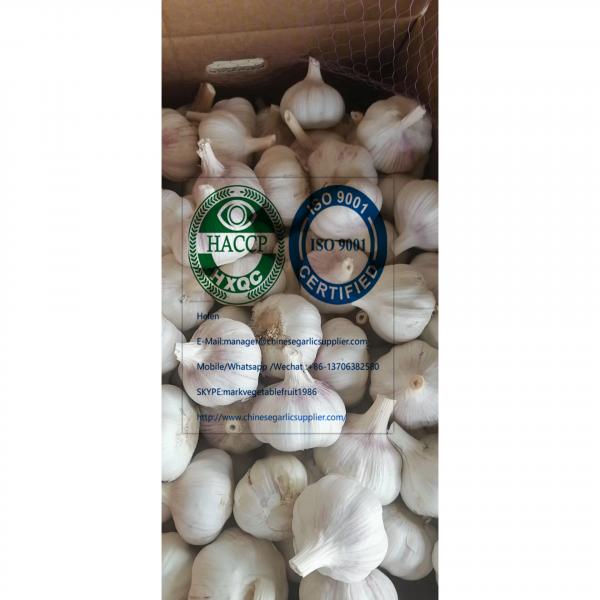 2020 new crop china garlic with 10KG loose carton package to Brazil market #3 image
