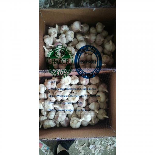 2020 new crop china garlic to Brazil marketwith 10KG loose carton package #2 image