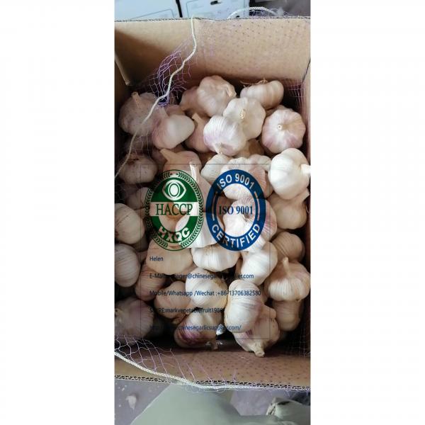 2020 new crop china garlic with 10 KG Loose carton package to Brazil market #1 image