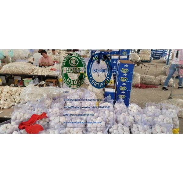 2020 new crop china pure white garlic (6.0-6.5 CM) with 10KG meshbag package to Turkey market #2 image