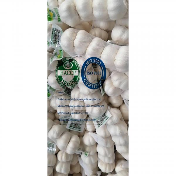 2020 new crop pure white garlic with tube meshbag & carton package to Turkey Market #1 image