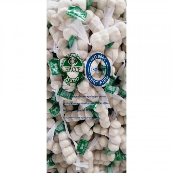 2020 new crop pure white garlic to Nicaragua Market from china #1 image