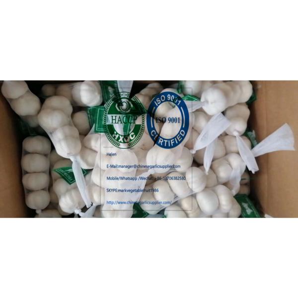 2020 new crop pure white garlic with tube meshbag & carton package to Nicaragua Market #3 image