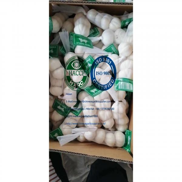 2020 new crop pure white garlic to Nicaragua Market from china #3 image