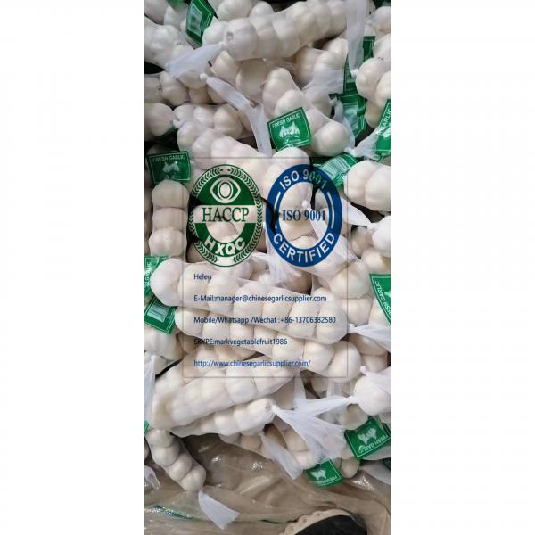 2020 new crop pure white garlic with tube meshbag & carton package to Nicaragua Market #1 image