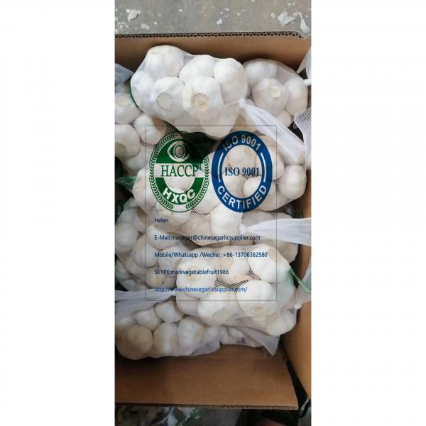 2020 new crop pure white garlic with tube meshbag & carton package to Nicaragua Market #2 image