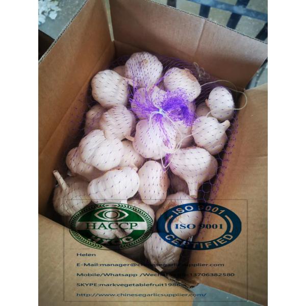 Pure white garlic with 5 kg carton package to Iraq Market #1 image