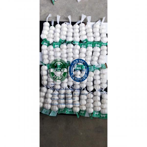 Pure white garlic with tube & carton package to Iraq Market #3 image