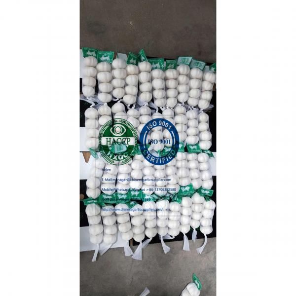 Pure white garlic with tube & carton package to Iraq Market #2 image
