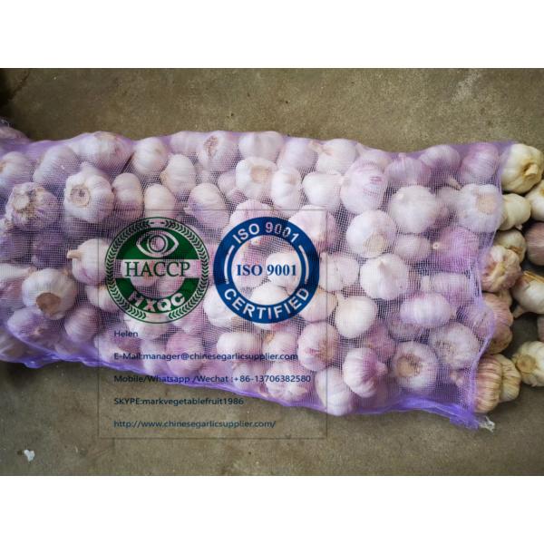 china Normal white garlic with meshbag package to Ecuador Market #1 image
