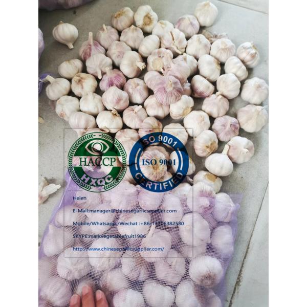 china Normal white garlic with meshbag package to Ecuador Market #2 image