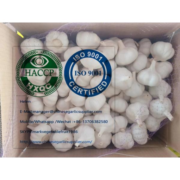 Pure white garlic with meshbag & carton package to Turkey Market #1 image