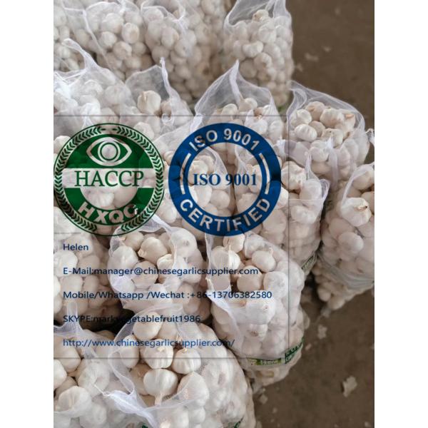 Pure white garlic with meshbag & carton package to Turkey Market #3 image