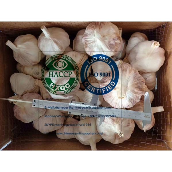 Big size normal white garlic to Brazil market #1 image