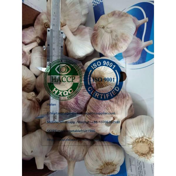 Big size normal white garlic to Brazil market #2 image