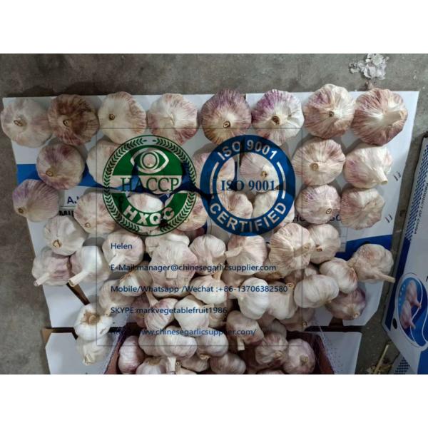 Big size normal white garlic to Brazil market #3 image
