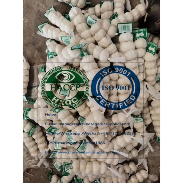 PURE WHITE GARLIC WITH TUBE MESHBAG TO MIDDLE EAST MARKET FROM CHINA GARLIC FACTORY #2 image