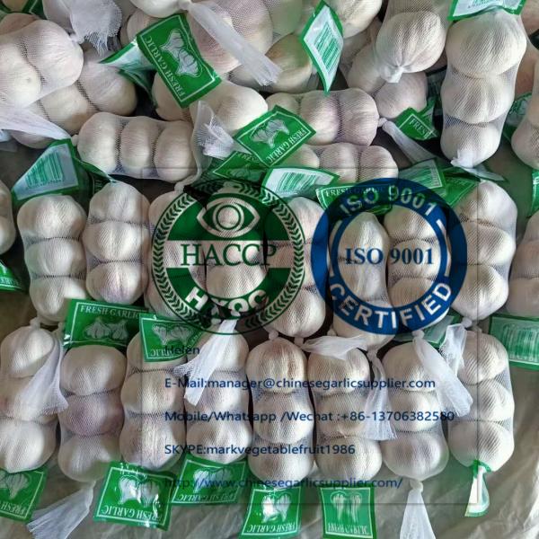 Small Package packed Normal White Garlic To Ukraine Market #1 image