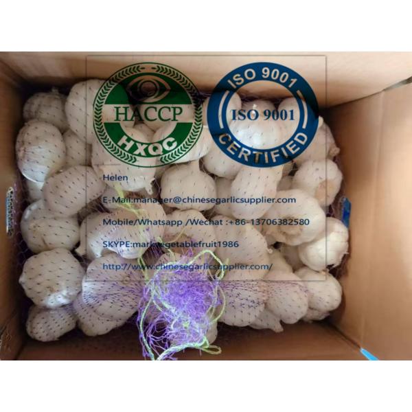 Top Quality China White Garlic With Carton Package To UK Market #1 image