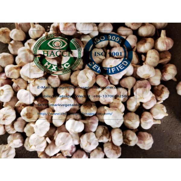 China normal white garlic to Singapore market #3 image