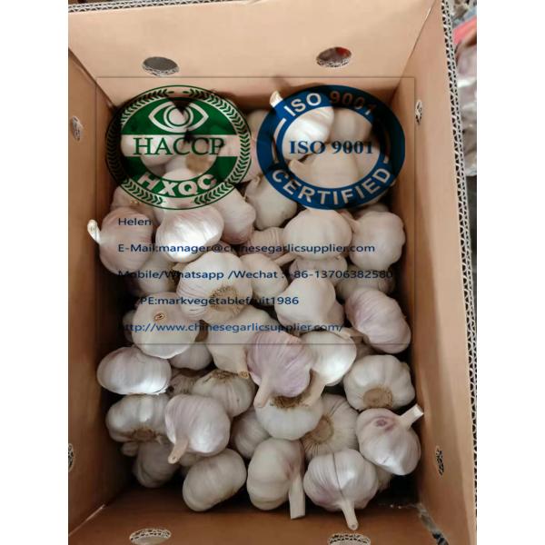 China normal white garlic to Singapore market #1 image