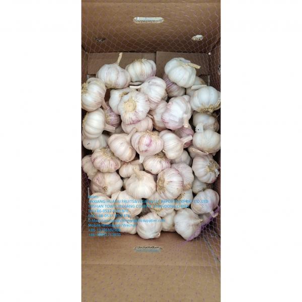 2021 new crop garlic is harvested ,waiting for your orders #3 image