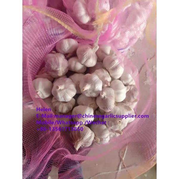 China Normal white garlic with meshbag pacakge to Paraguay market #3 image