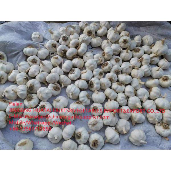 2021 NEW CROP PURE WHITE GARLIC WITH ROOT TO SPAIN MARKET FROM CHINA #1 image