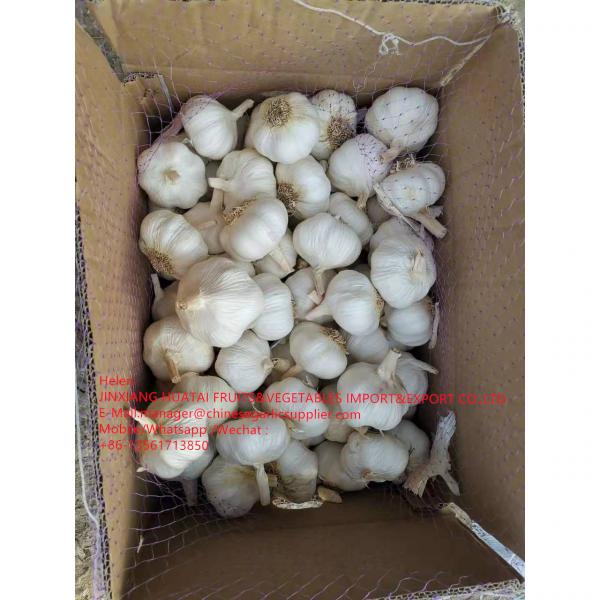 2021 NEW CROP PURE WHITE GARLIC WITH ROOT TO SPAIN MARKET #2 image