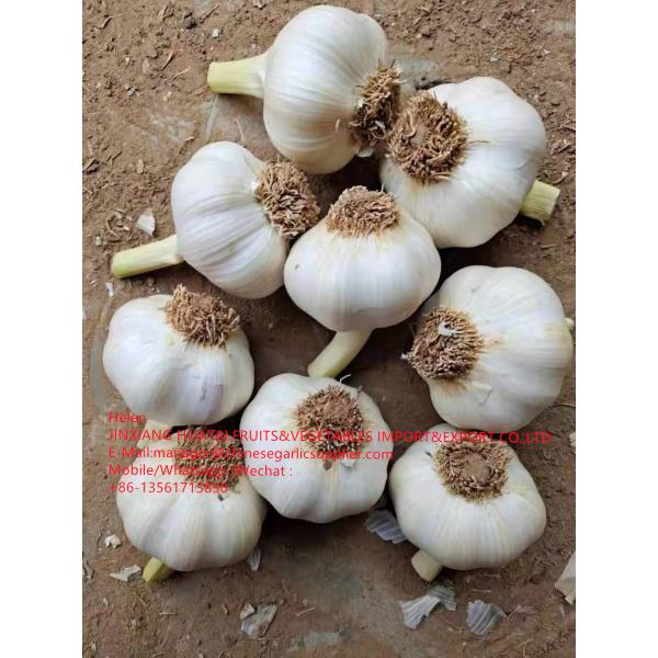 2021 NEW CROP PURE WHITE GARLIC WITH ROOT TO SPAIN MARKET FROM CHINA #3 image