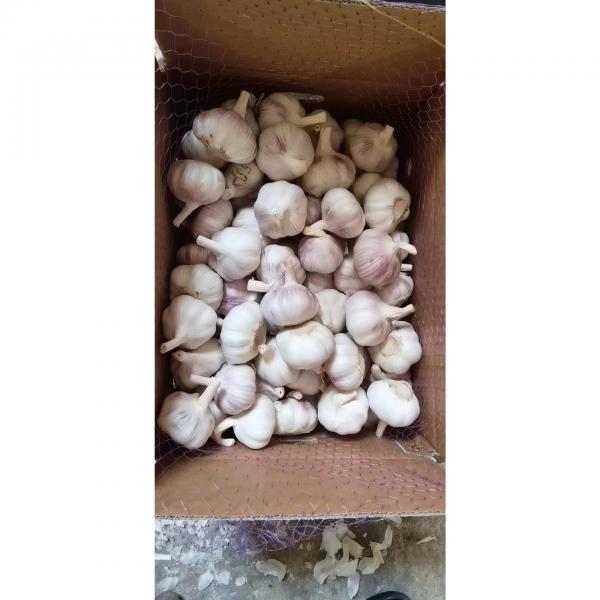 Normal white garlic with carton package to UK Market ! #1 image