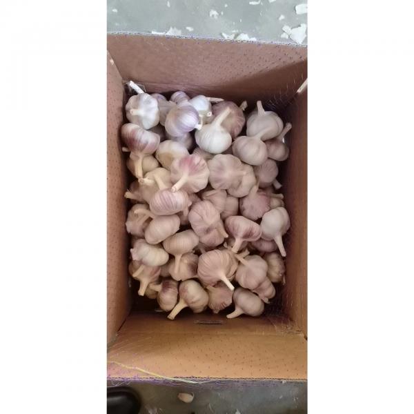 Normal white garlic with carton package to UK Market ! #2 image