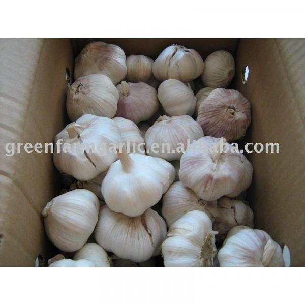 2011 lowest price chinese fresh garlic #1 image