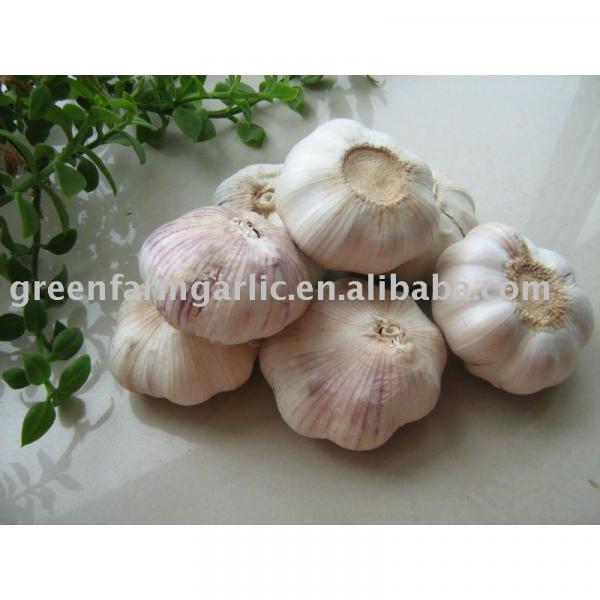 chinese normal/pure white garlic #1 image