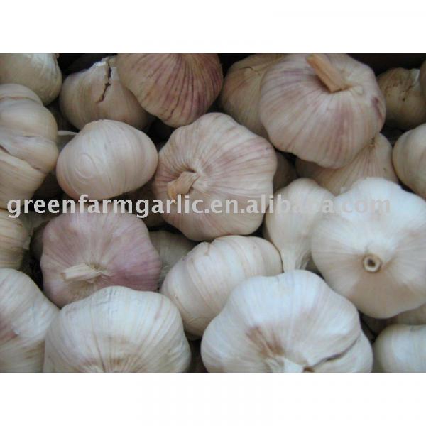 Jining greenfarm fresh garlic 2017 #1 image