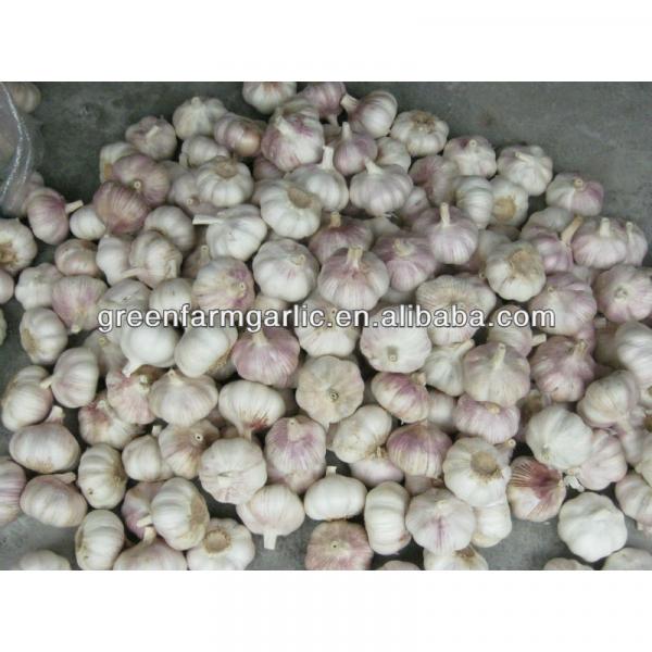 normal white garlic #1 image