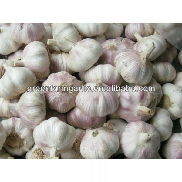 white garlic 5cm #1 image