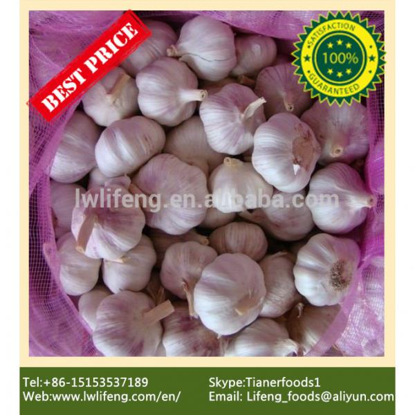 high quality jinxiang 5.0cm white garlic / fresh garlic / chinese garlic #1 image