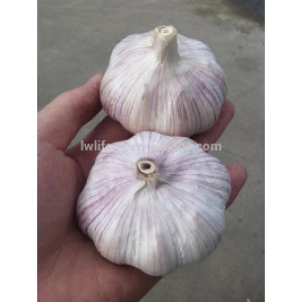 High Quality Chinese fresh White Garlic for sale / Pure White Garlic #1 image