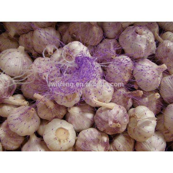 all the year supply Chinese high quality fresh Normal White Garlic / fresh Garlic #3 image