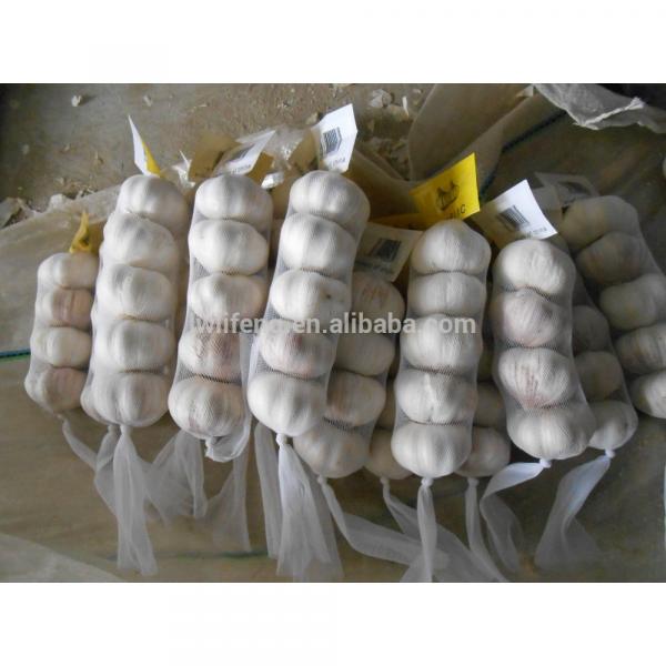 all the year supply Chinese high quality fresh Normal White Garlic / fresh Garlic #4 image