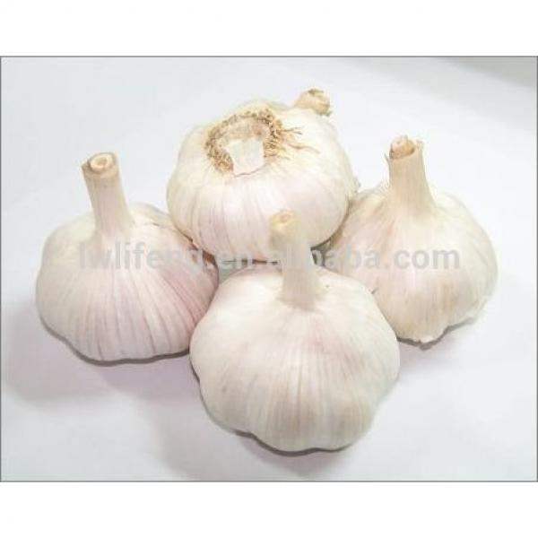 Best Price of 2017 New Crop of Chinese Normal White Garlic #2 image