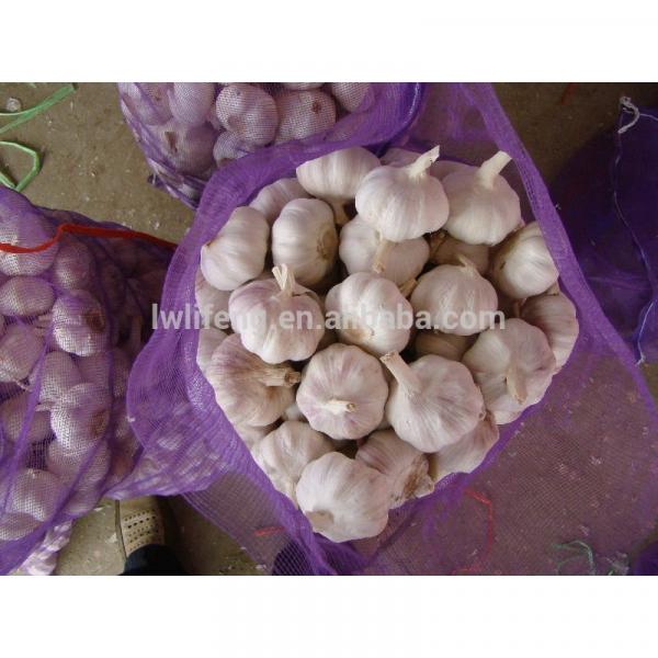 Manufacturer of 2017 New Crop of Chinese Normal White Garlic / Red Garlic / Purple Garlic #2 image