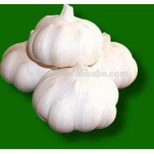 2017 chinese perfect quality pure white garlic #1 image