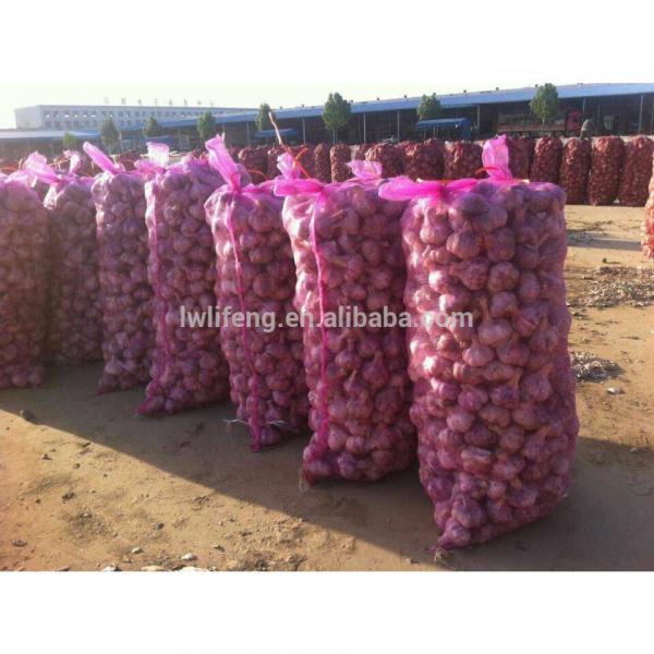 supply Chinese Top quality fresh Normal White Garlic / fresh Garlic #1 image