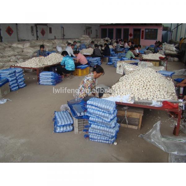 Manufacturer of 2017 New Crop of Chinese Normal White Garlic / Red Garlic / Purple Garlic #4 image