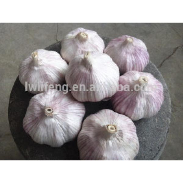 professional Manufacturer of fresh Chinese White Garlic / Normal White Garlic / Pure White Garlic #2 image