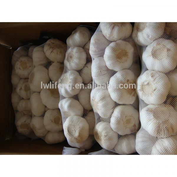 high quality jinxiang 5.0cm white garlic / fresh garlic / chinese garlic #3 image