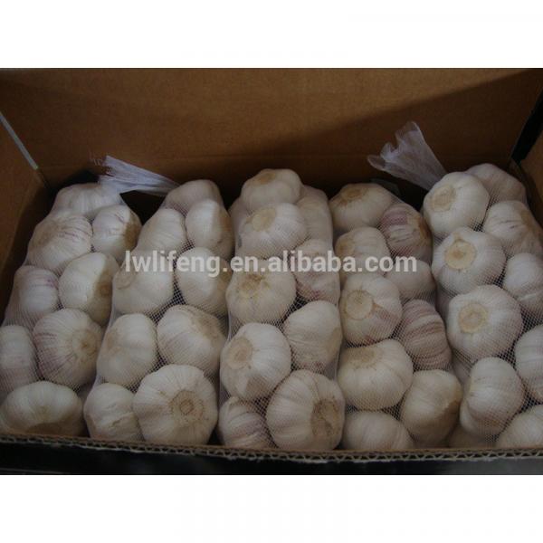 professional Manufacturer of fresh Chinese White Garlic / Normal White Garlic / Pure White Garlic #3 image